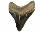 Serrated, Fossil Megalodon Tooth - Georgia #74486-1